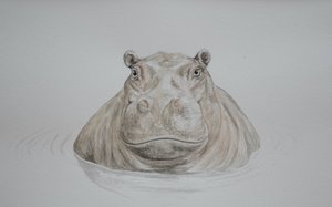 Flodhäst, 2021 (akvarell)