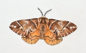 Kentish Glory Moth, 2023