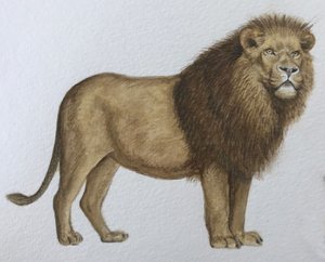 Lion, 2019 (akvarellfärg och blyerts)