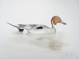 Pintail Duck, 2011 (akvarellfärg och blyerts) av Eleanor Grafton