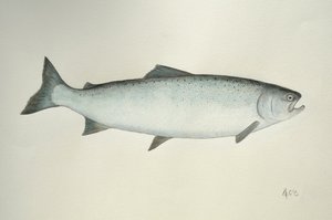 Salmon, 2013 (akvarellfärg och blyerts)