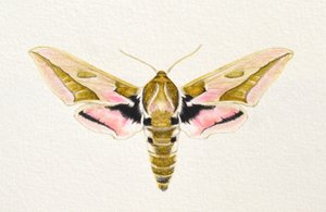 Spurge Hawk Moth, 2023 (akvarell) av Eleanor Grafton
