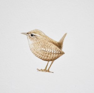 Wren, 2019 (akvarellfärg och blyerts)
