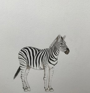 Zebra, 2018 (akvarellpenna och färg)