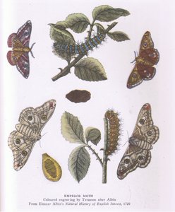 Emperor Moth, Nature in Britain utgiven av Collins av Eleazar (after) Albin