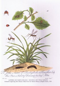 Lady Bird och Daddy Long Legs: Coccinella och Tipula Oleracea (färg litho) av Eleazar (after) Albin