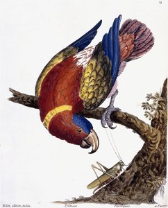 En papegoja, 1731-1738