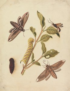 Liguster Hawk Moths och Callajoppa Exaltatoria av Eleazar Albin