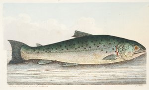 Laxöring från Berwick on Tweed, från A Treatise on Fish and Fish-damms, pub. 1832 (handfärgad gravyr) av Eleazar Albin