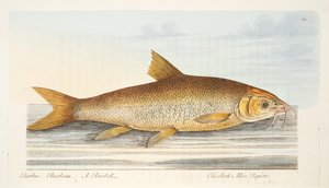 The Barbel, från A Treatise on Fish and Fish-damms, pub. 1832 (handfärgad gravyr)