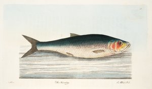 The Sillen, från A Treatise on Fish and Fish-damms, pub. 1832 (handfärgad gravyr)