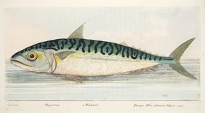 Makrillen, från A Treatise on Fish and Fish-damms, pub. 1832 (handfärgad gravyr)
