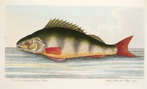 Abborren från floden Rhen, från A Treatise on Fish and Fish-damms, pub. 1832 (handfärgad gravyr)