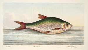 Mörten, från A Treatise on Fish and Fish-damms, pub. 1832 (handfärgad gravyr) av Eleazar Albin
