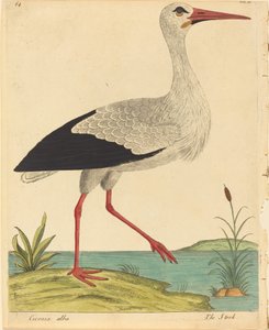 Storken Ciconia Alba, publicerad 17311738.