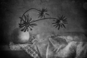 Mörkt blomsterstilleben av Elena Arjona