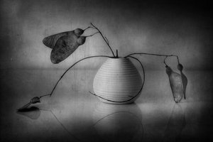 Minimalistiskt botaniskt stilleben av Elena Arjona