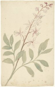 Blomstudie av Elias van Nijmegen