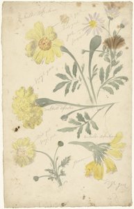 Blomstudier av ringblommor