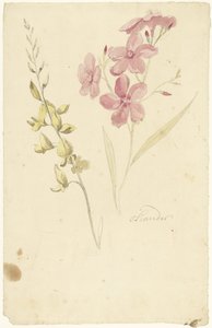 Oleander och broms