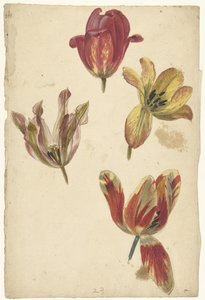 Studier av fyra tulpaner av Elias van Nijmegen