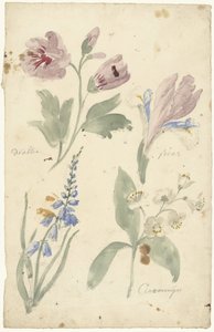 Studier av blommor inklusive en iris av Elias van Nijmegen