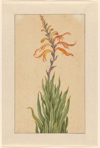 Crocosmia (Montbretia) av Elias van den Broeck (signed by artist)