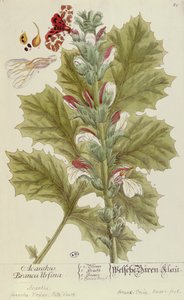 Acanthus Branca Ursina, från A Curious Herbal, publicerad i Nürnburg 1757
