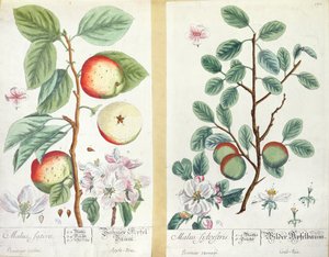 Äpplen, Malus Sativa och Malus Sylvestris, från 