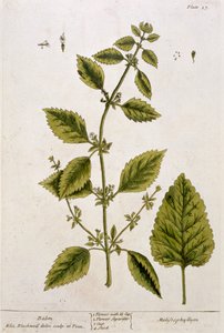 Balsam, plansch 27 från "A Curious Herbal", publicerad 1782 (färggravyr).
