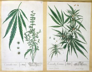 Cannabis mas och Cannabis foemina, från 