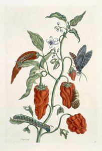Comfrey, från "A Curious Herbal", 1782 (färggravyr)