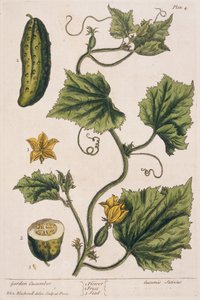 Trädgårdsgurka, plansch 4 från "A Curious Herbal", publicerad 1782 (färggravyr). av Elizabeth Blackwell