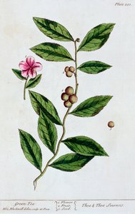Grönt te, 1782 av Elizabeth Blackwell