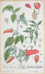 Guinea Pepper (Piper Indicum) tallrik 129 från den tyska upplagan av "A Curious Herbal", publicerad 1757