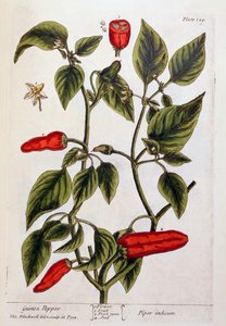 Guinea Pepper, platta 129 från "A Curious Herbal", publicerad 1782 (färggravyr). av Elizabeth Blackwell