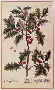 Holly från "A Curious Herbal", 1782 av Elizabeth Blackwell