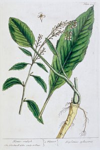 Pepparrot, 1782 av Elizabeth Blackwell