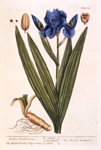Iris, tallrik 69 från 