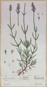 Lavendel, tallrik från 