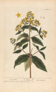 Lysimachia (Loosestrife), Tallrik 278 från 