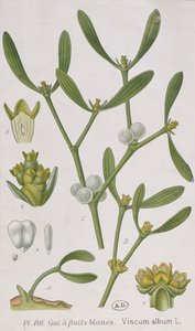Mistel, från "A Curious Herbal", publicerad i Nürnberg 1757 av Elizabeth Blackwell