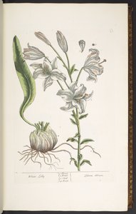Tallrik 11, White Lily, från 