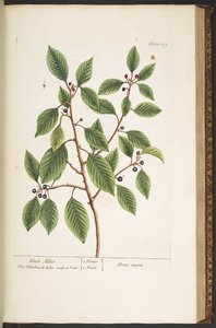 Tallrik 152, från 
