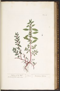 Tallrik 156, från 