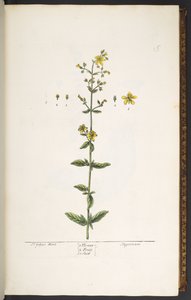 Tallrik 15, johannesört, från 