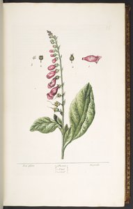 Tallrik 16, Fox Glove, från 
