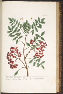 Tallrik 173, från 