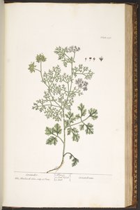 Tallrik 176, från 