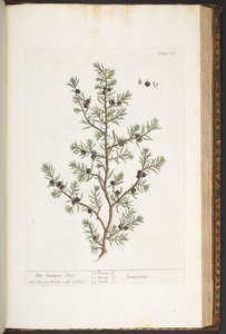 Tallrik 187, Juniper Tree, från 